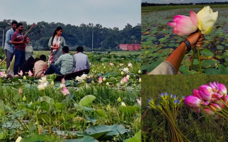 Dakshingram Padma Beel losing its beauty due to flower picking; Demand for long-term conservation!