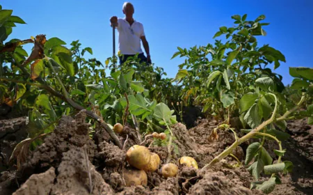 Belgian Potato Harvest Shrinks as Drought Leaves Tubers Too Small for Fries