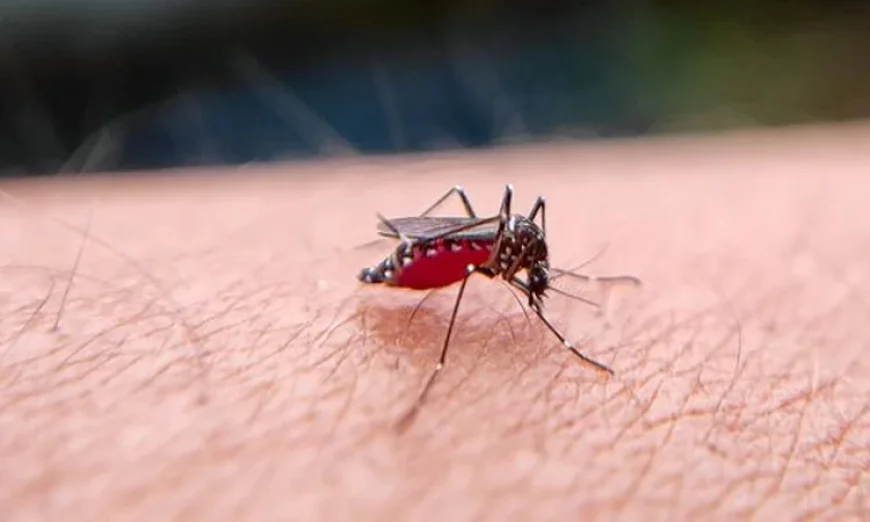 Experts Call for Greater Public Awareness to Prevent Dengue