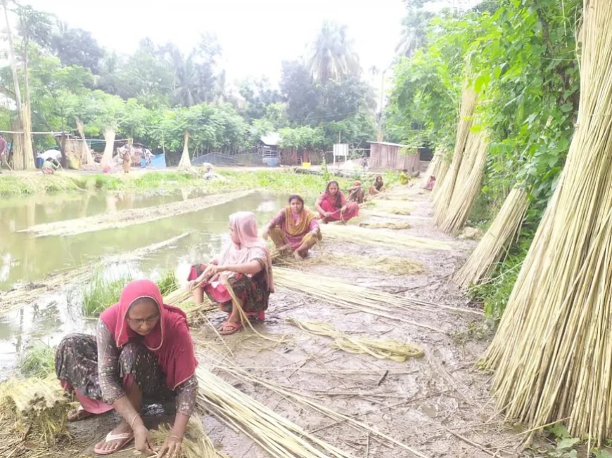 DAE Sets 3.17 Lakh-Bale Jute Production Target for Narail