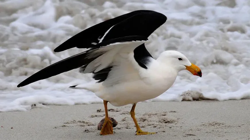 Australia to Vaccinate Birds Against H5 Avian Flu