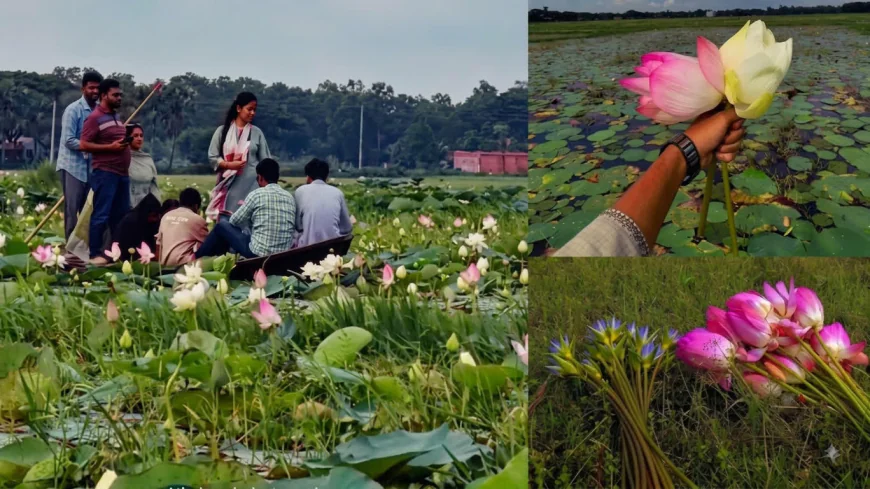 Dakshingram Padma Beel losing its beauty due to flower picking; Demand for long-term conservation!