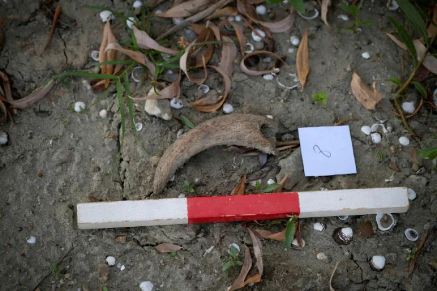 Drought-Stricken Danube Opens New Opportunities for Fossil Hunters in Bulgaria