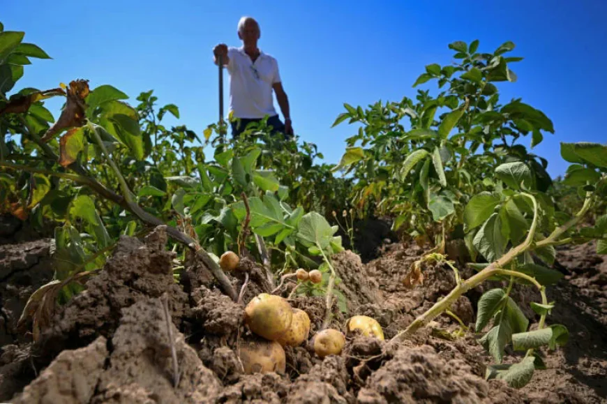 Belgian Potato Harvest Shrinks as Drought Leaves Tubers Too Small for Fries