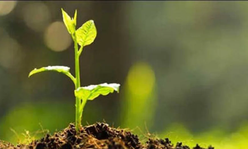 Saplings distributed among students in Madan