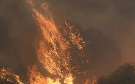 Record European fires burn over 500,000 hectares this summer