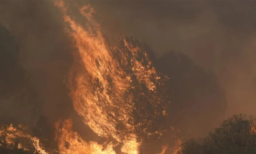 Record European fires burn over 500,000 hectares this summer