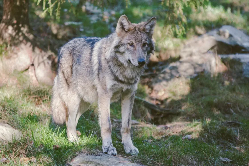 Trump again moves to end wolf protections