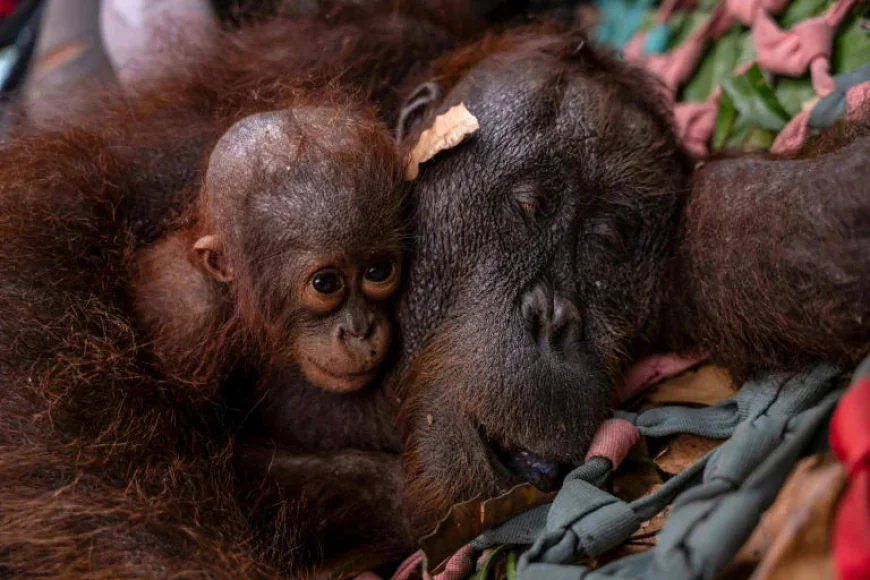 Indonesia rescues second orangutan mother and baby from wildfires