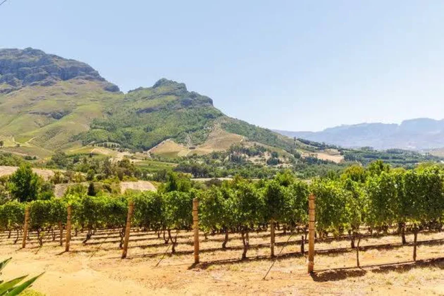 French wine harvest hits historic low after scorching summer