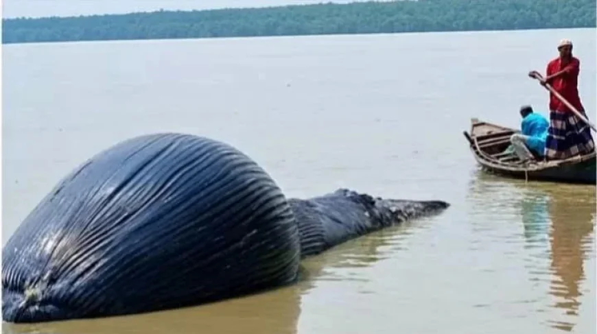 Dead whale washes ashore in Barguna