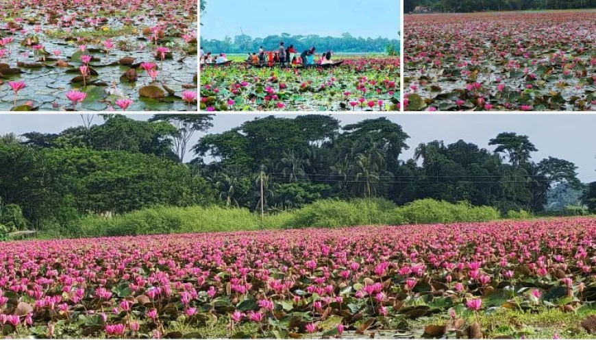 Satla Beel blooms with thousands of crimson water lilies in Barishal