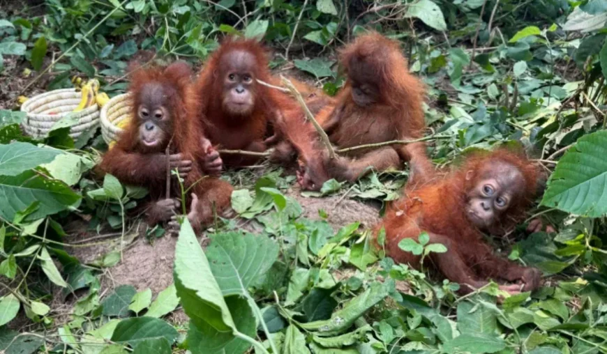 Baby orangutans in India reveal alarming scale of trafficking