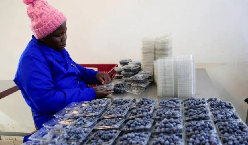 Zimbabwe farmers seek funds to tap China's blueberry boom