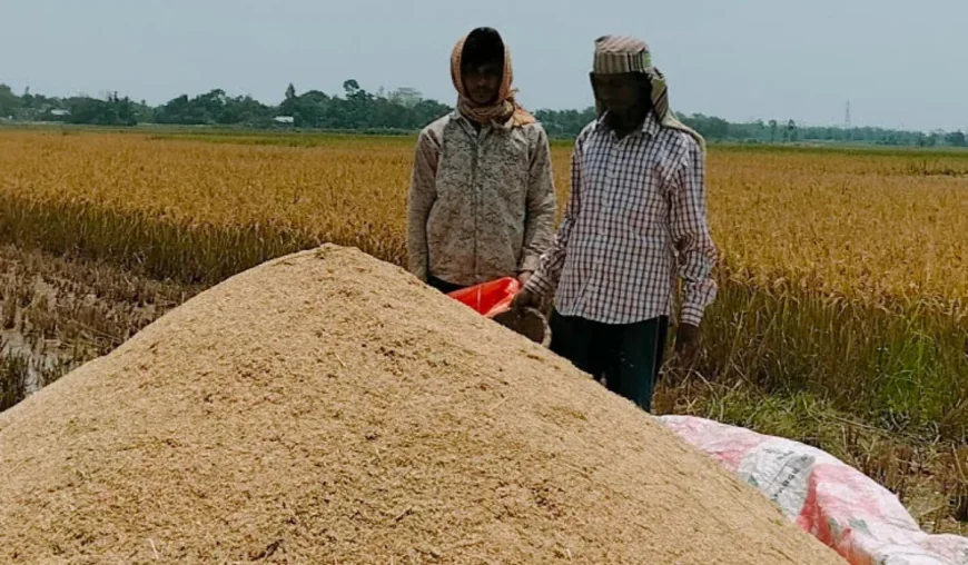 Manikganj exceeds target as Aush harvesting ends