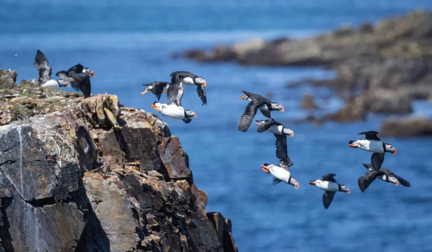 Activists say world is off track to meet key nature goal