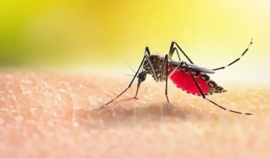 Three dengue patients die in five days in Rajshahi