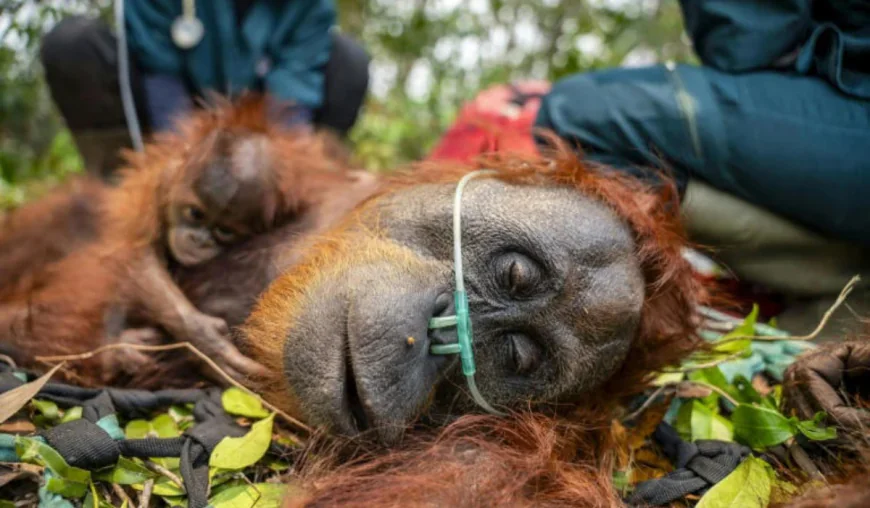 Indonesia fires threaten critically endangered orangutans: IUCN