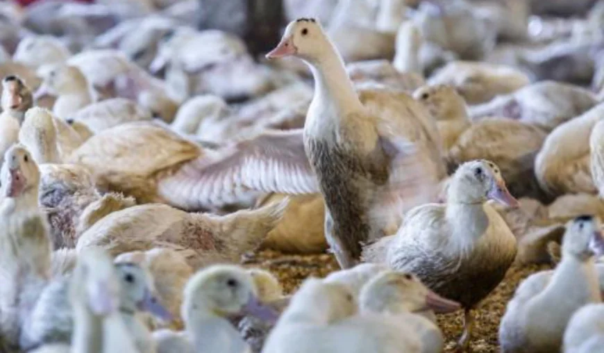 Foie gras sparks political fight in Washington