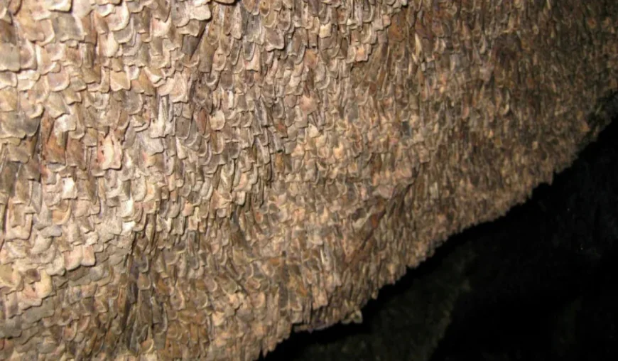 Swarming moth spectacle returns to Australia to delight crowds