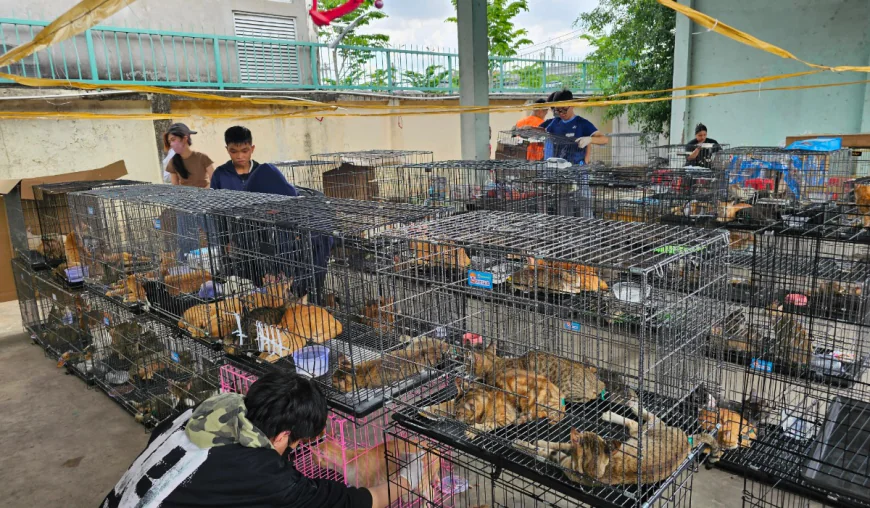 Vietnam busts cat-stealing ring that took 2,700 pets for food