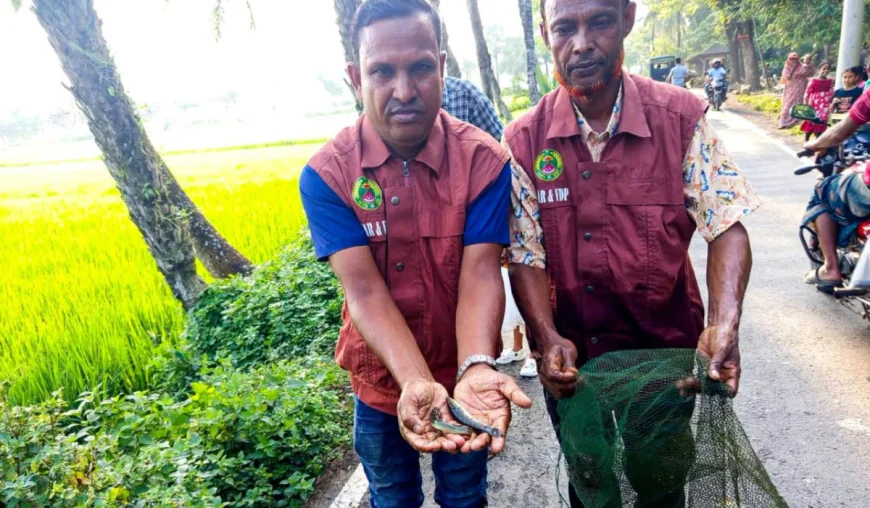 Ansar-VDP Action Saves 600 Bighas of Aman Crop in Jashore