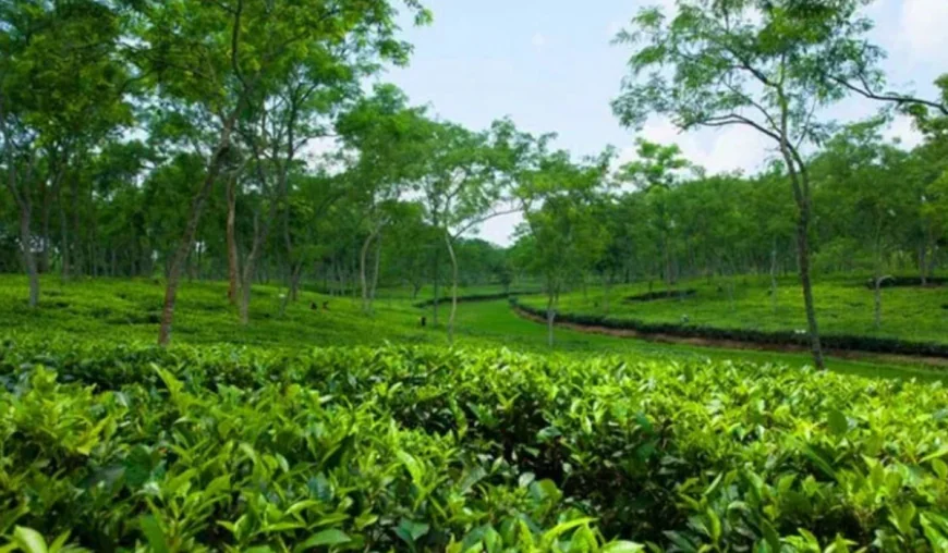 Govt plans policy support and export diversification to revive tea industry