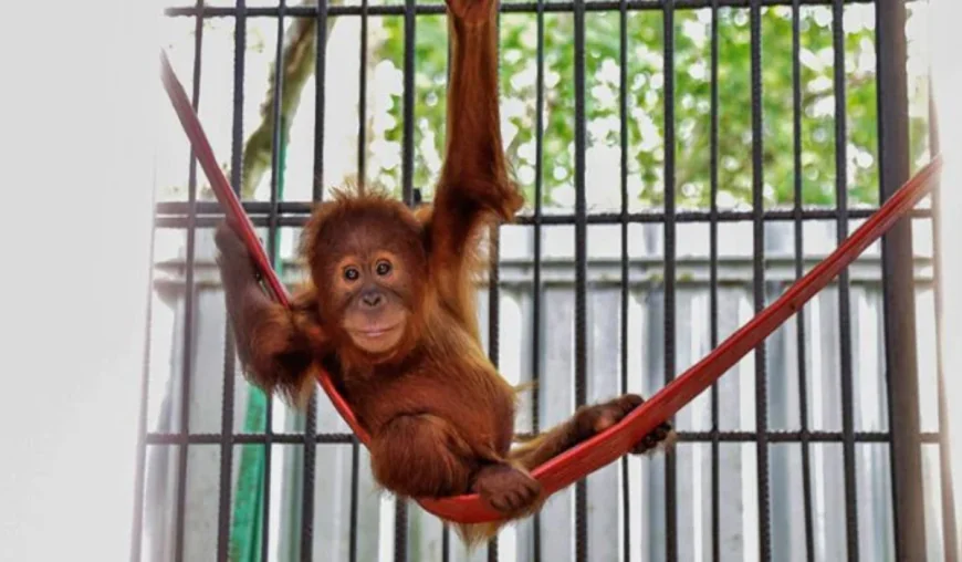 Dozens of orangutans rescued from Indonesian fires