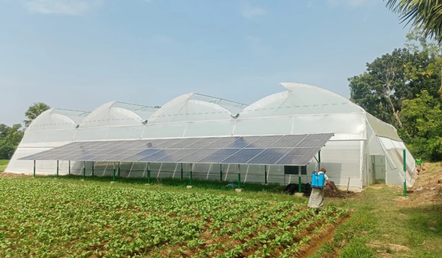 Young entrepreneur leads the way in greenhouse farming in Cumilla